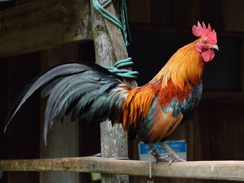 Cubalaya Bantams