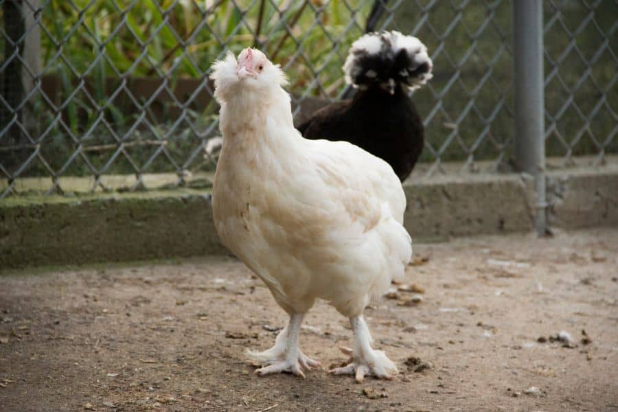 Faverolle Chicken