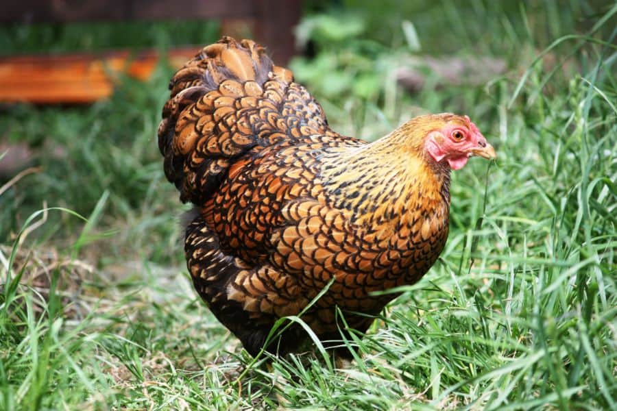 Golden Laced Wyandotte