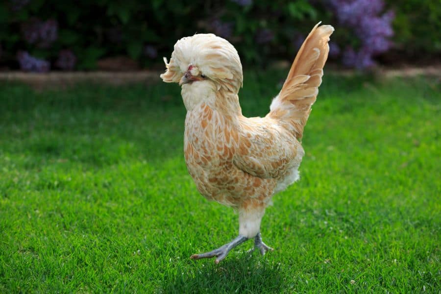 Golden Polish Chicken