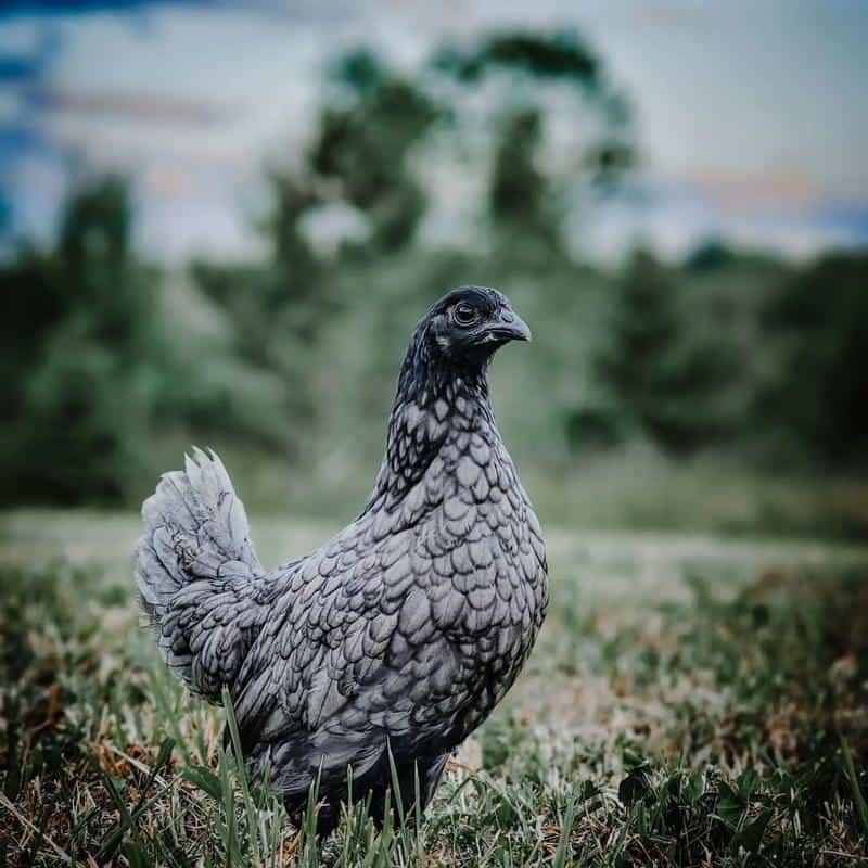 Blue Isbar Chicken