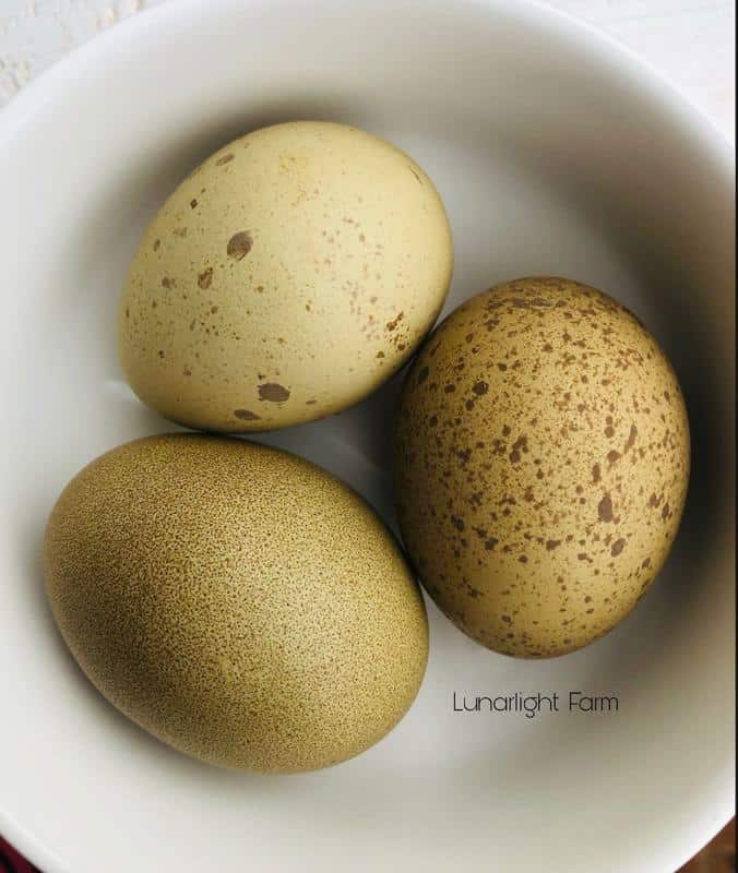 Isbar Chicken Eggs