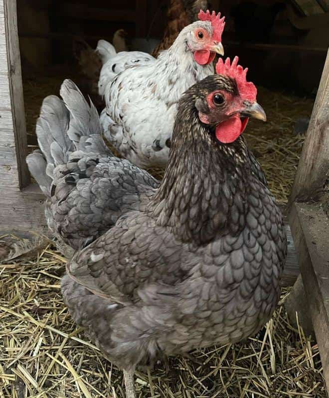 Isbar Chickens