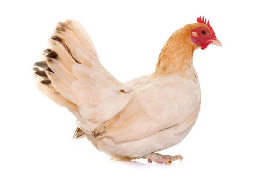 Japanese Bantam (Chabo)