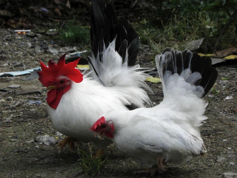 Japanese Bantams