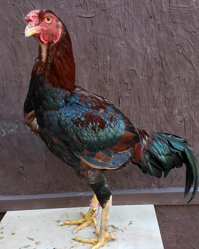 Malay Gamefowl