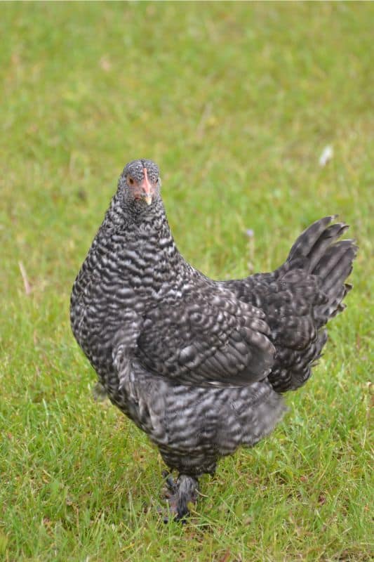 Marans Bantams