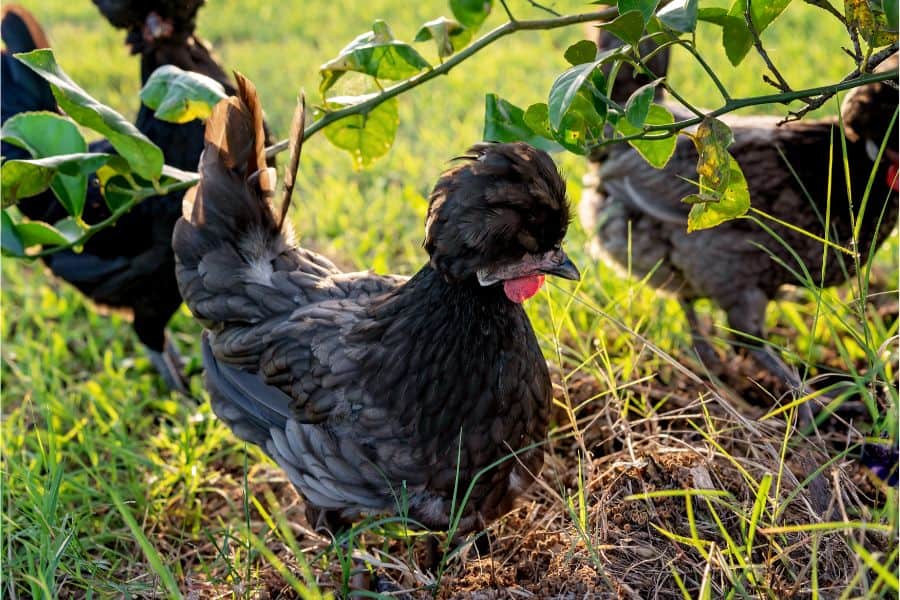 Polish chicken in the yard