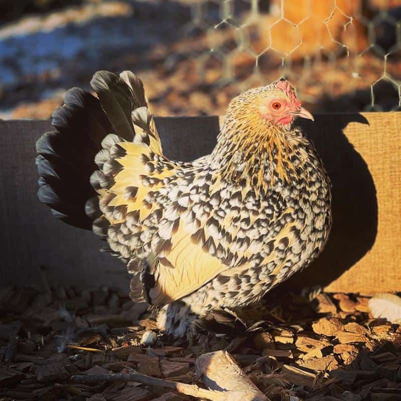 Sapleboot Chickens