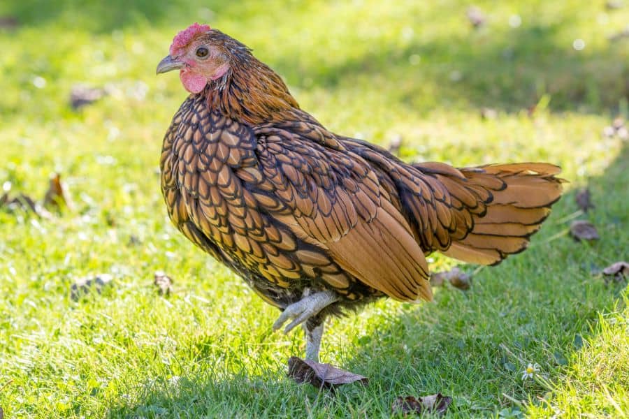 Sebright Bantams