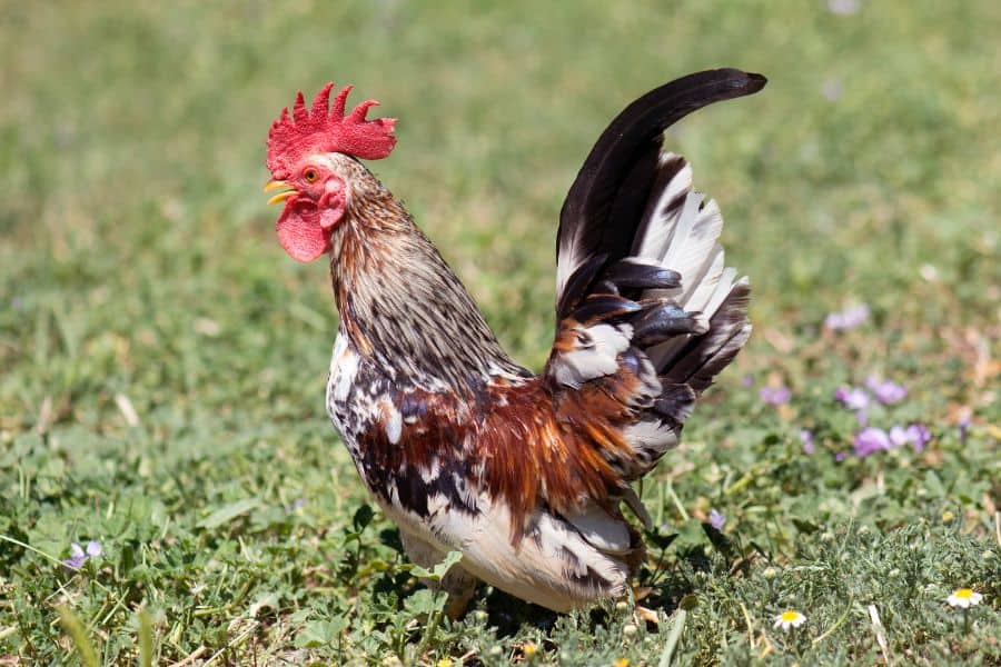 Serama Bantams