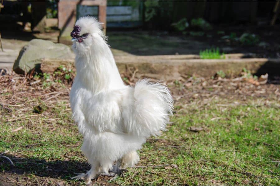 Silkie Bantam