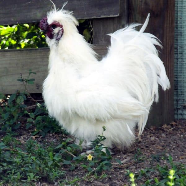 Silkie Bantam