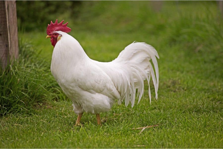 White Leghorn