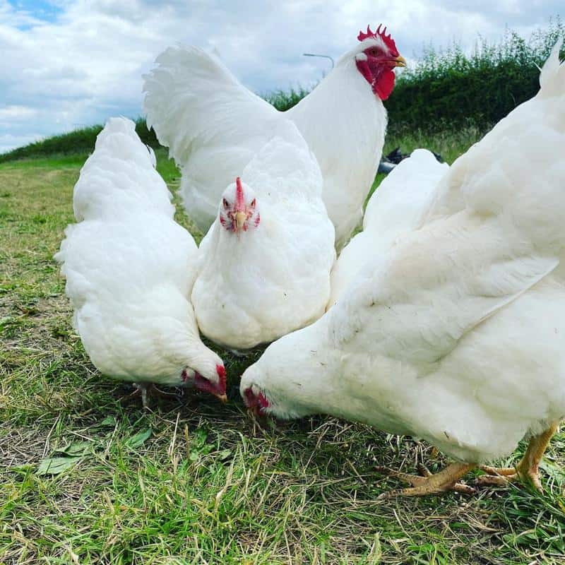 White Plymouth Rock Chicken