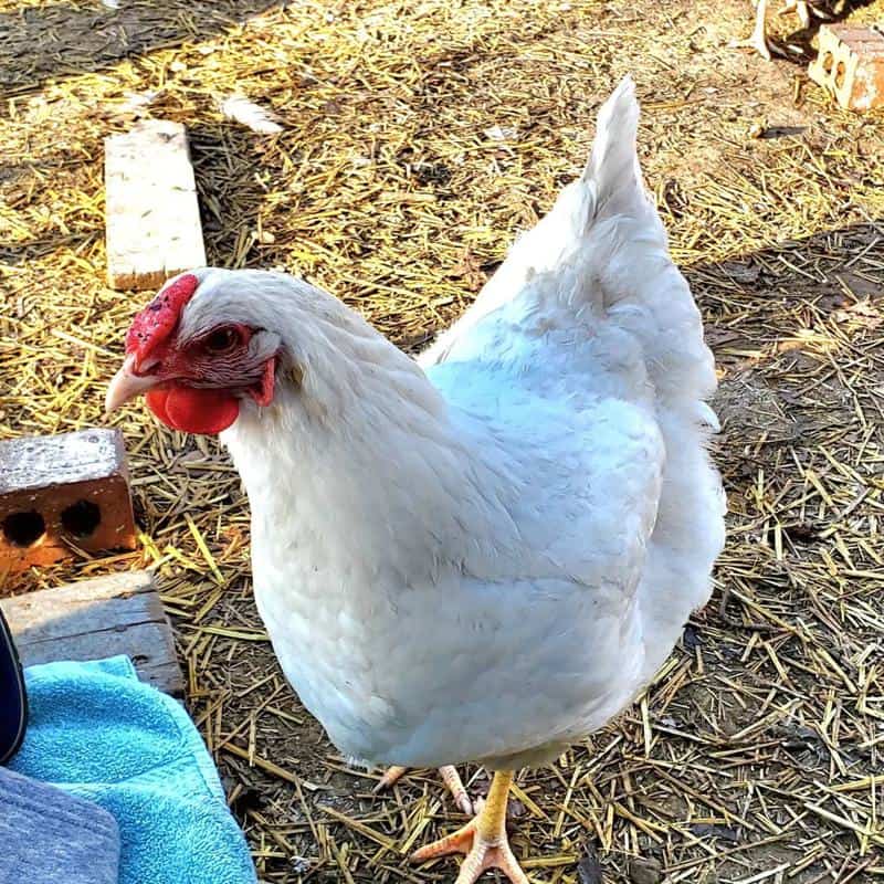 12 Best White Chicken Breeds You Will Love