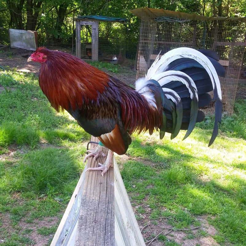 Whitehackle Gamefowl