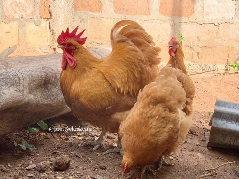 Yellow Australorp