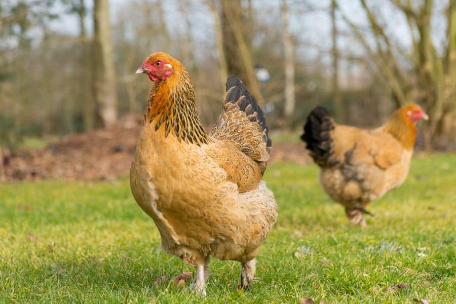 Yellow Brahma Chicken