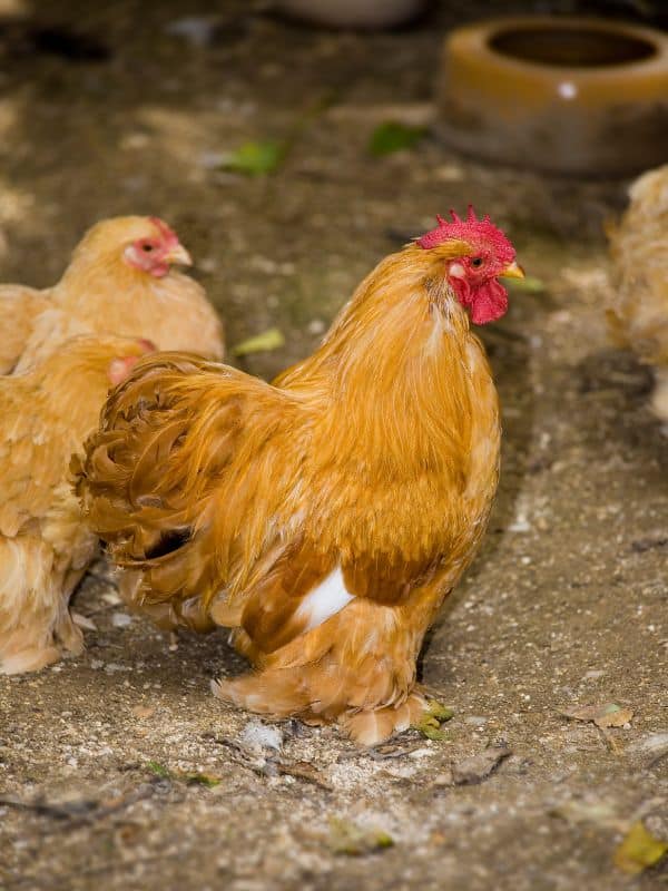 Yellow Cochin Chicken