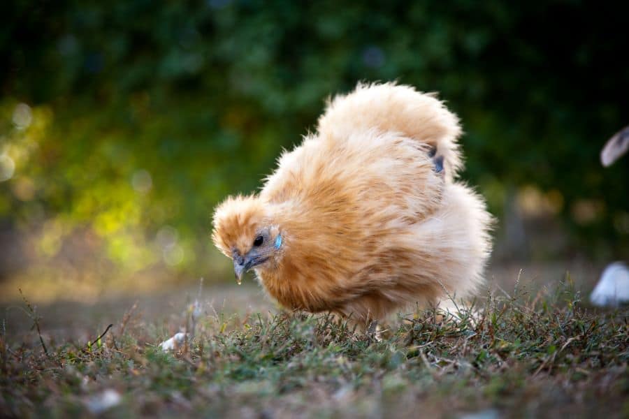 Yellow Silkie Chicken