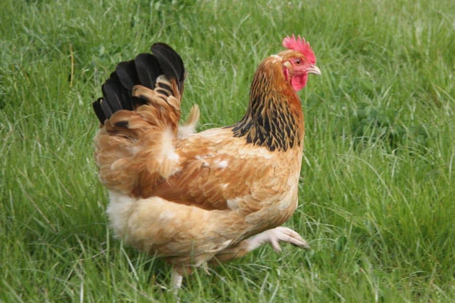 Yellow Sussex Chicken