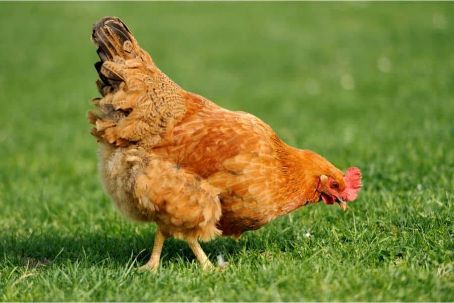 brown chicken breeds