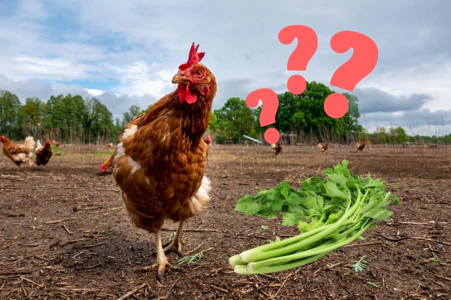 can chickens eat celery