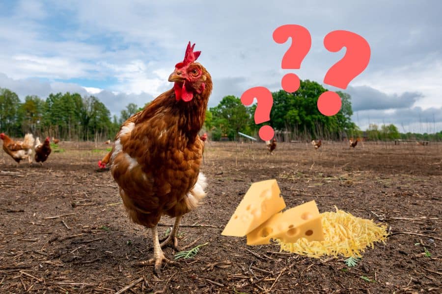 can chickens eat cheese
