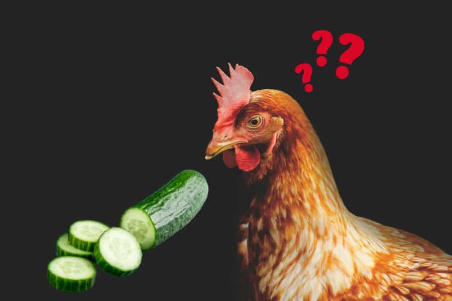 can chickens eat cucumbers