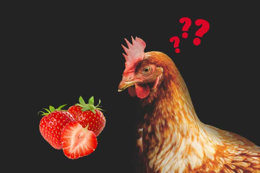 can chickens eat strawberries