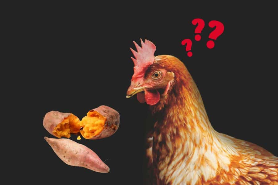 can chickens eat sweet potatoes