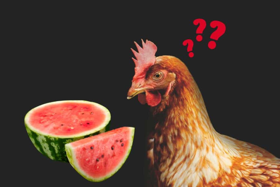 can chickens eat watermelon