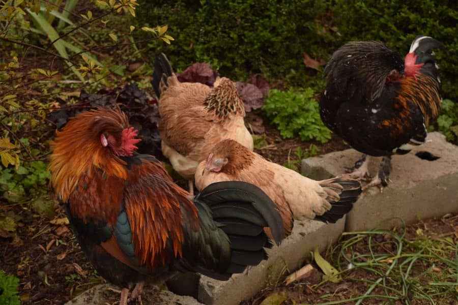 chicken sleep standing up