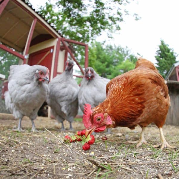 chickens eat strawberries