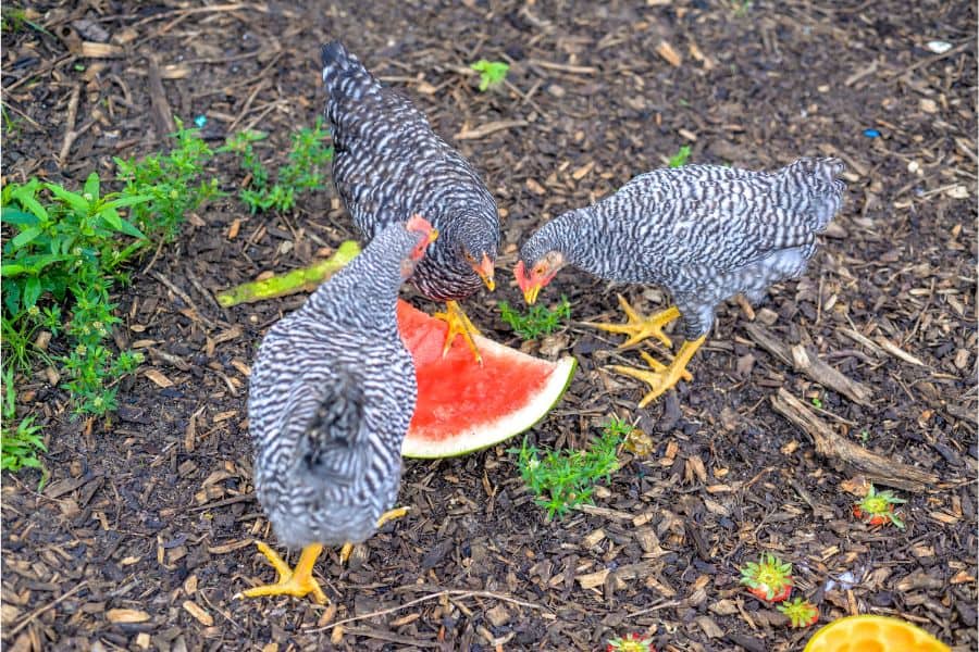 chickens eat watermelon