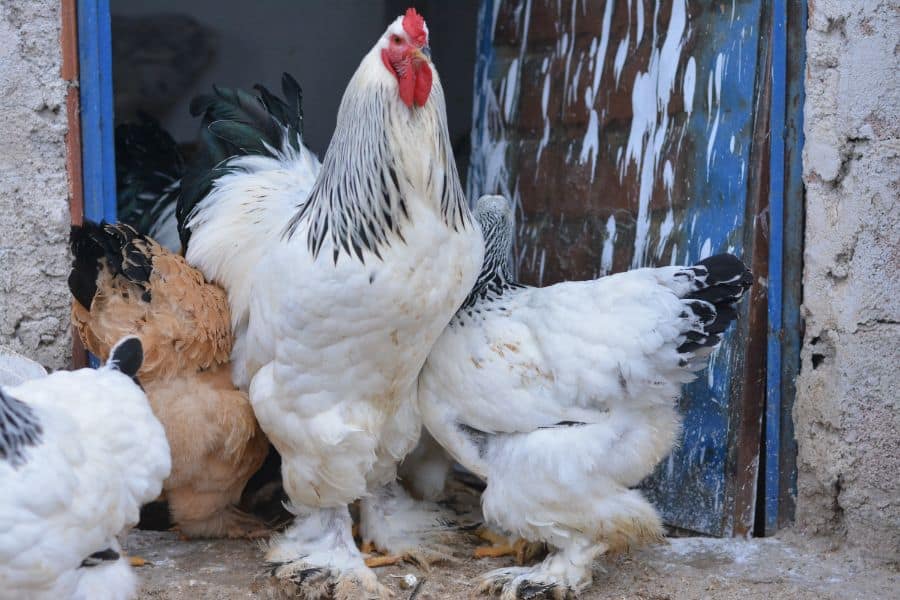 My rooster has a couple tiny purple wing feathers : r/chickens