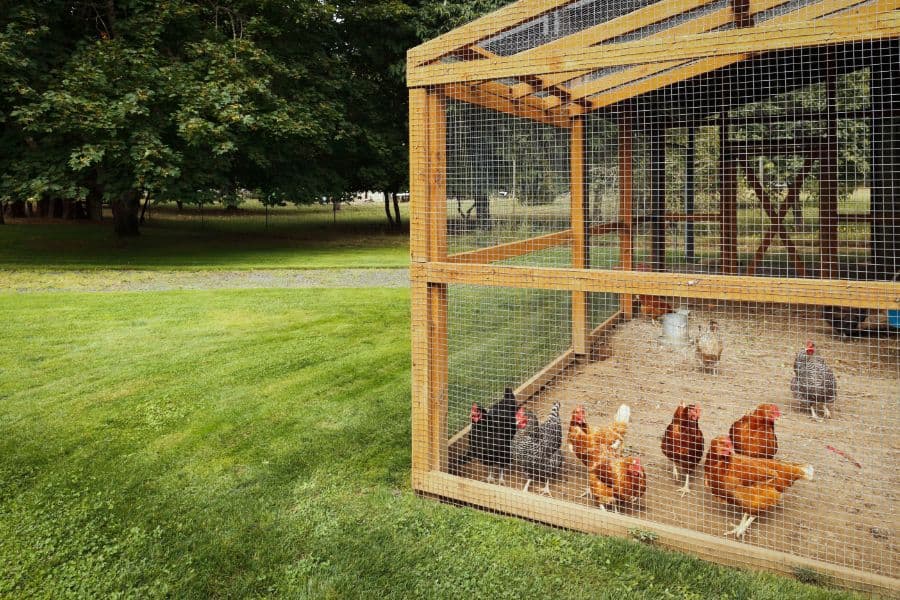 flies in the chicken coop