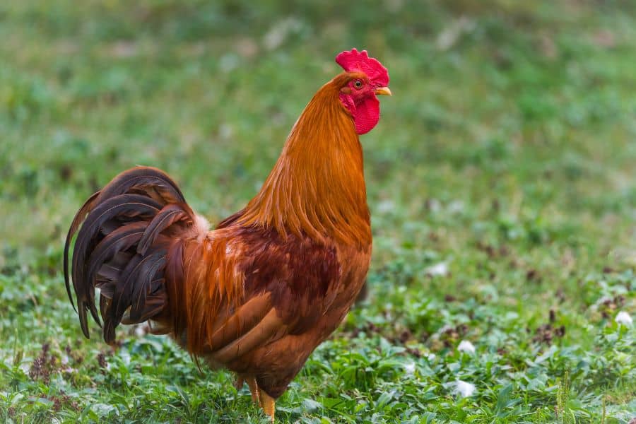 red chicken (Rhode Island Red)