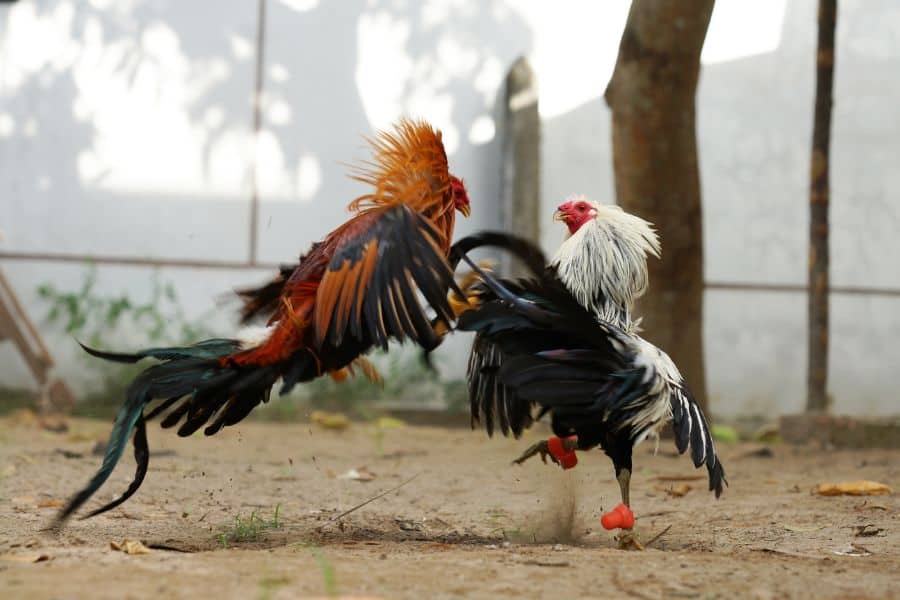 rooster breeds for fighting