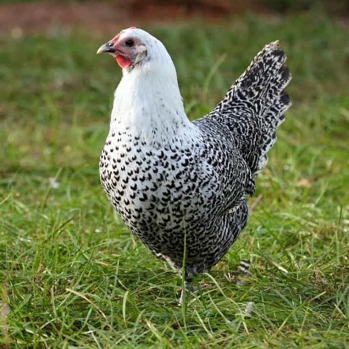 silver deathlayer chicken hen