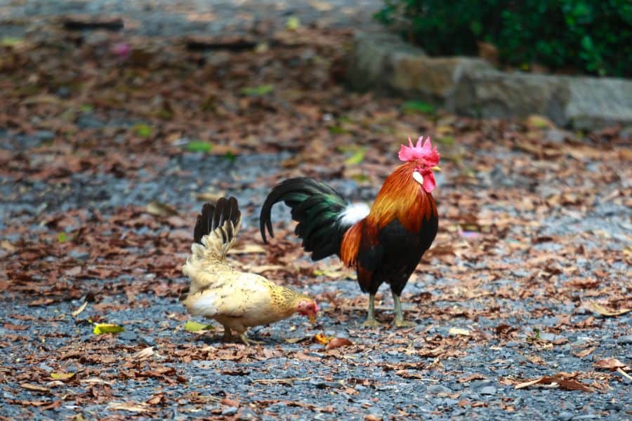 small chicken breeds