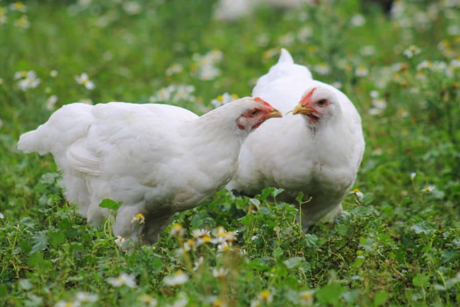 12 Best White Chicken Breeds You Will Love