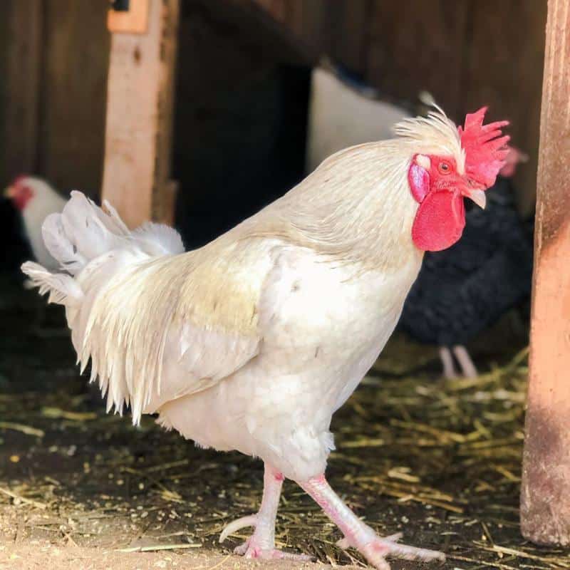 white plymouth rock rooster