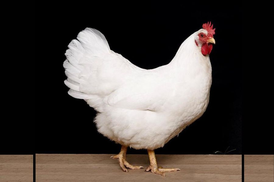 white rock chicken