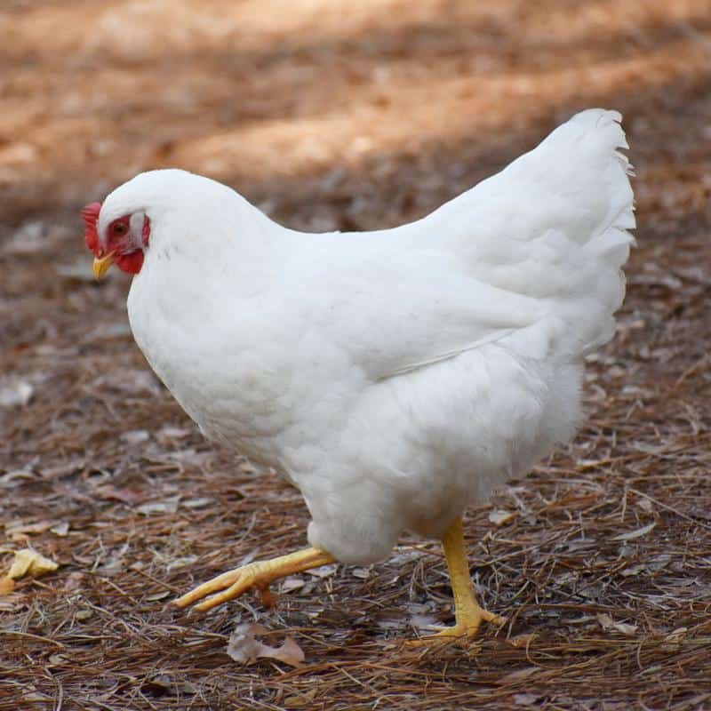 white rock hen