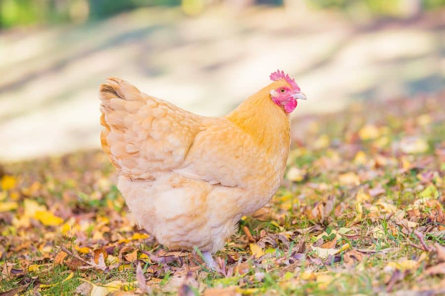 yellow chickens breed