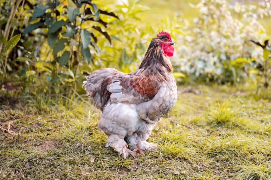 Bantam Cochins