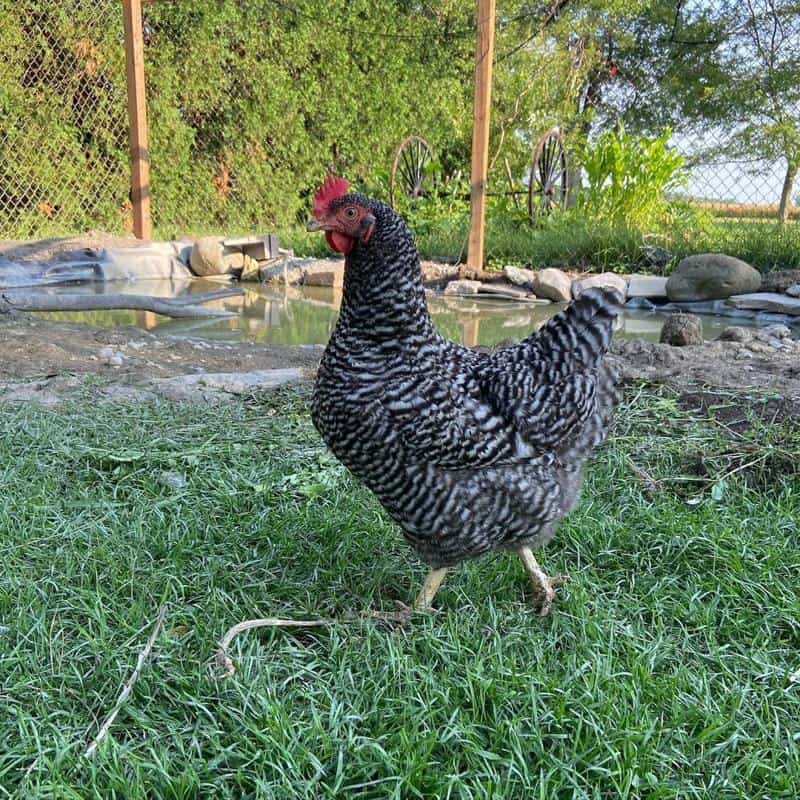 Barred Plymouth Rock Chicken