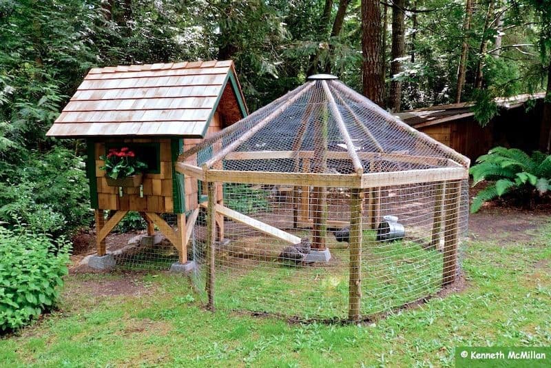 Bear Proof Chicken Run